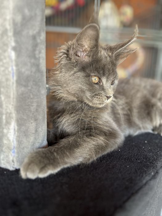 Kocur maine coon niebieski