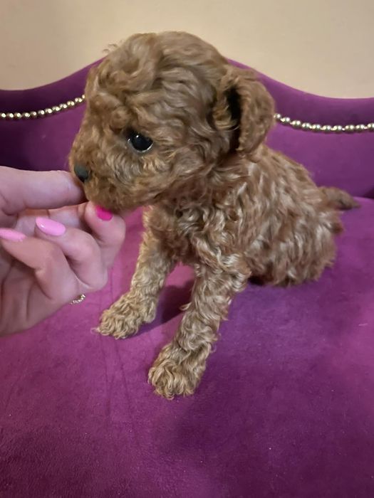 Pudel miniaturowy Suczka