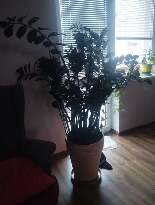 Kwiaty zamiokulkas