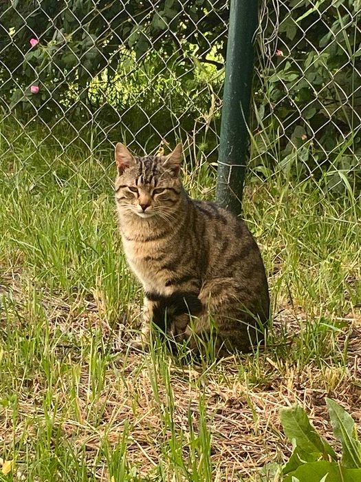 Котики в добрі руки