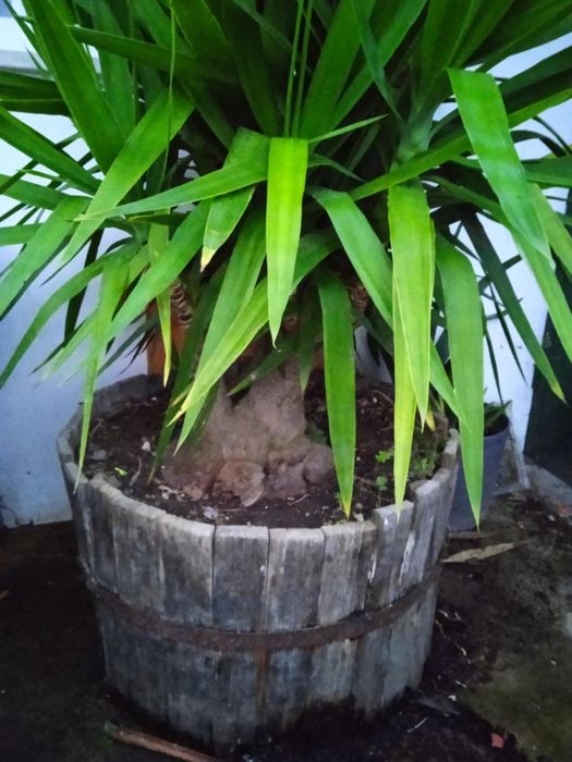 Vendo yuca grande  e muito bonita