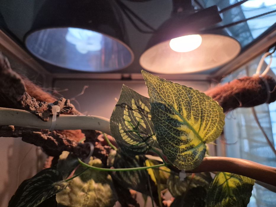 Terrarium klatka dla kameleona jaszczurki