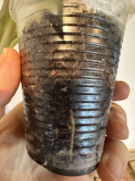 Філодендрон  Philodendron  Red Emerald var.