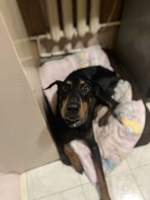 Домашняя Передержка Перетримка Кинолог передержка с дрессировкой