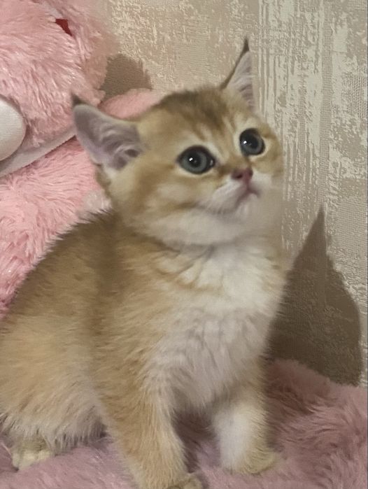 Золота шиншила дівчинка