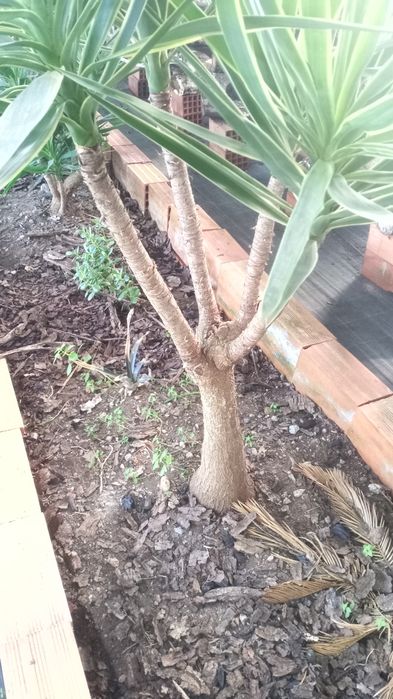 Planta árvore yucca jardim