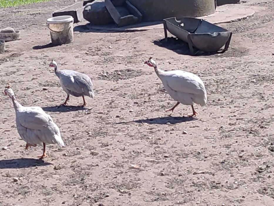 Sprzedam lub perliki