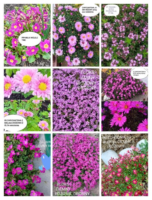 Sadzonki kwiatów wieloletnich i zimujących