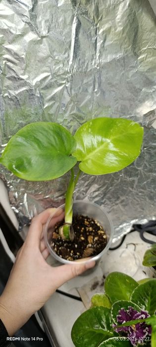 Монстера тайське сузір'я