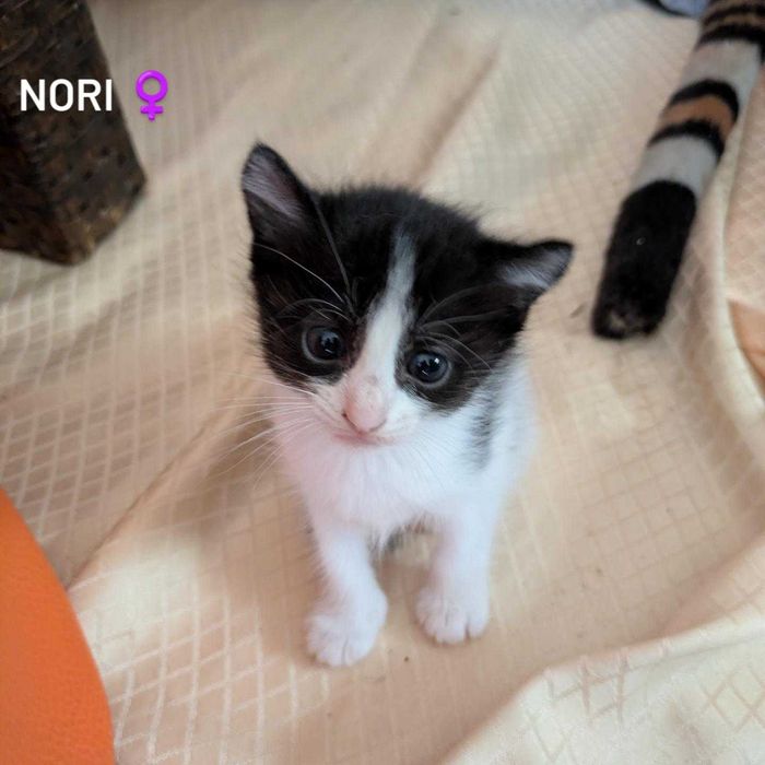 Gatinhos para Adopção Responsável