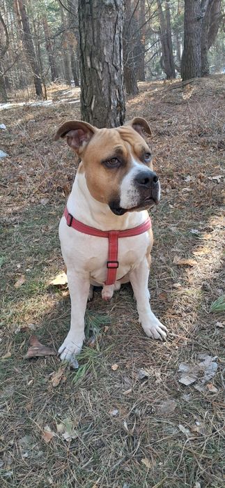 В'язка амстафф кобель шукає дівчинку