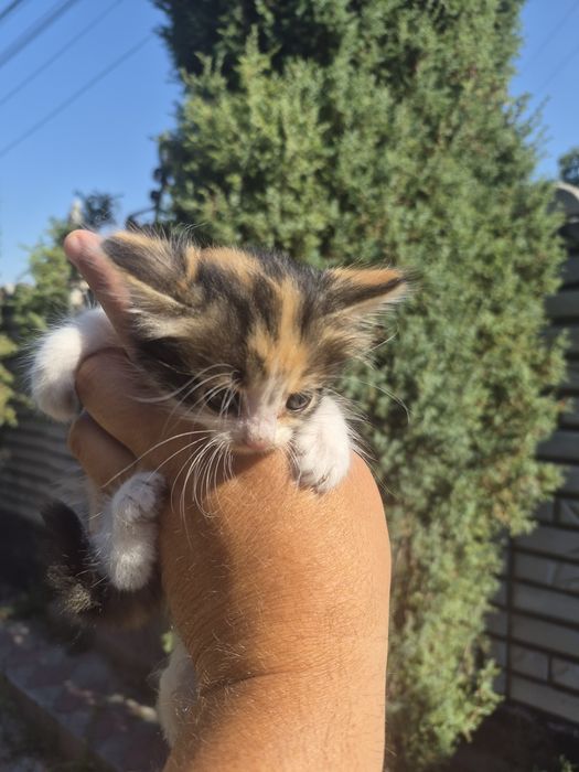 подарю котят срочно