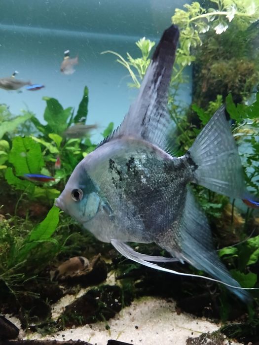 Escalar green smoke pinoy adulto ( Machos)