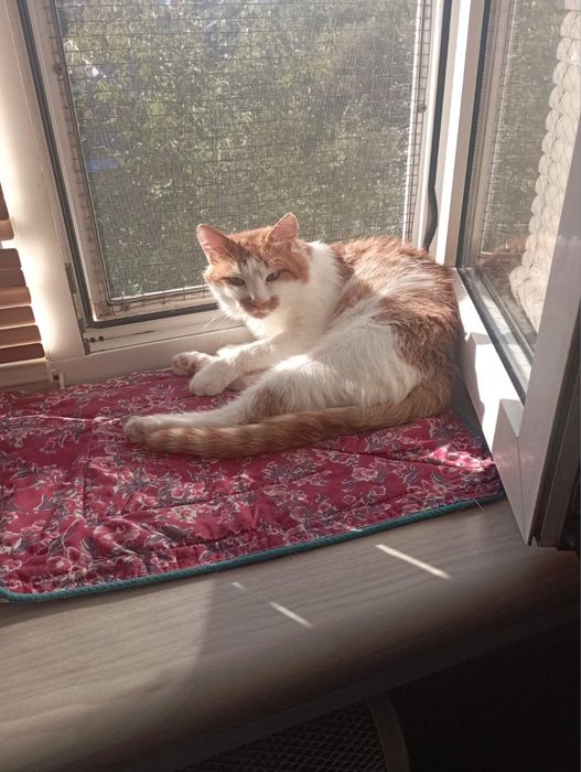 Шикарний котик в люблячу родину
