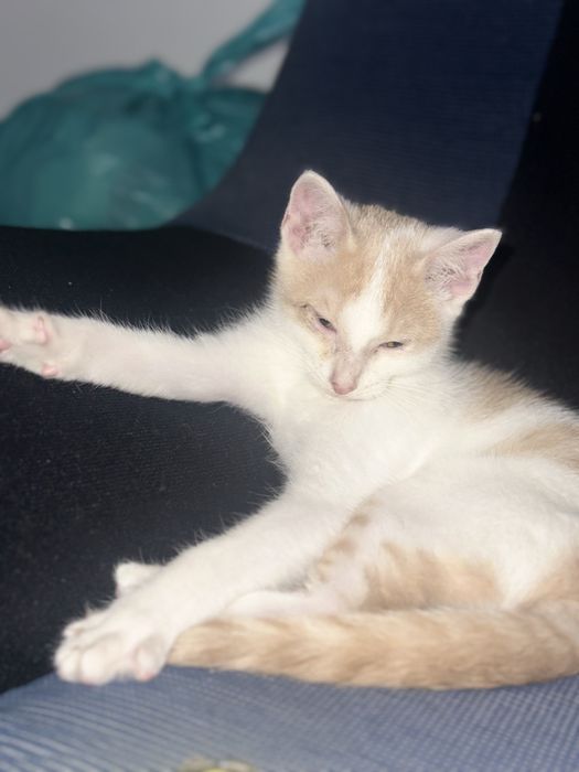 Gatinho macho para Doação