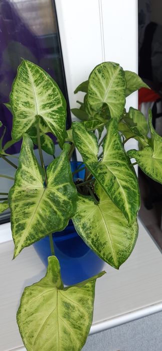 Хойя iml-361, сциндапсус, сингониум, ред батн