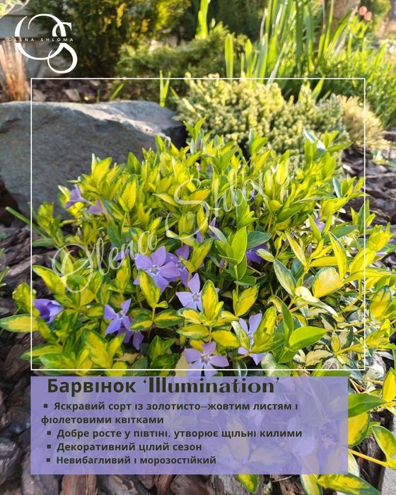 Багаторічні невибагливі рослини (дерен, вейгела, ялівець, барвінок)