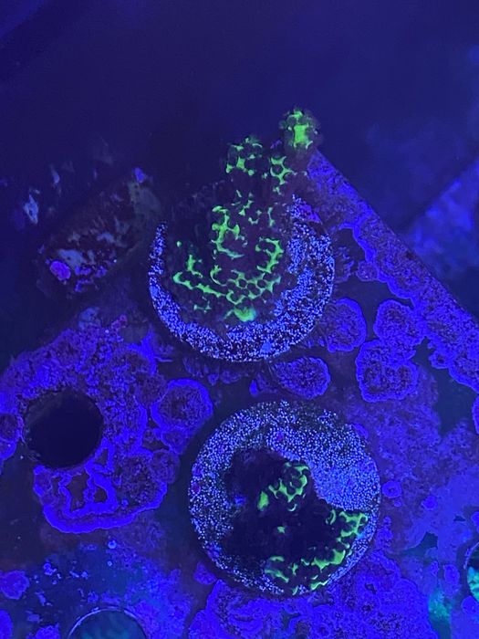 Montipora Confusa akwa morskie