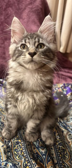 Gotowy do odbioru MAGIC piękny czarny  kocurek maine coon TICA