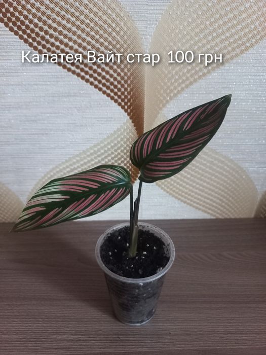 Наявність кімнатних рослин