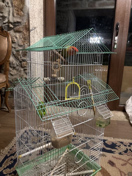 Gaiola com agaponis