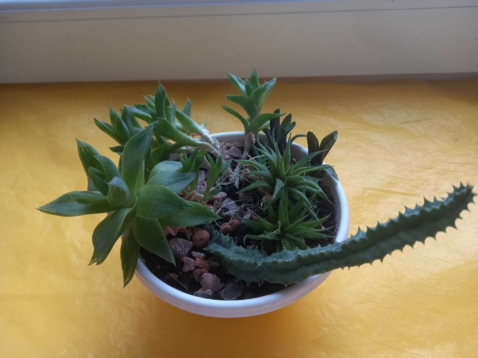 Букет(набір) із 5 сукулентів