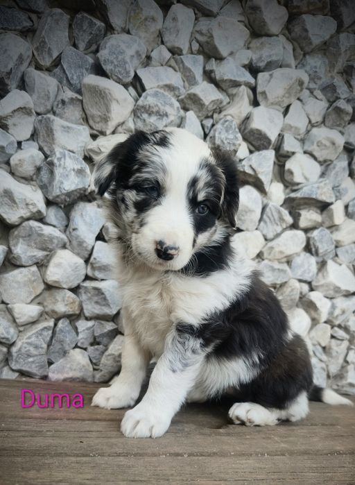 Border collie suczka Blue merle przebadani rodzice do odbioru