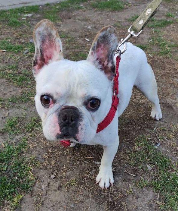 ДОБРЫЙ собака Французский бульдог Оскар, 2 года, ГЛУХОЙ, кусается