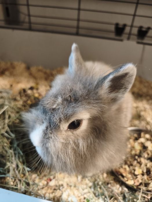 Króliczki do adopcji.