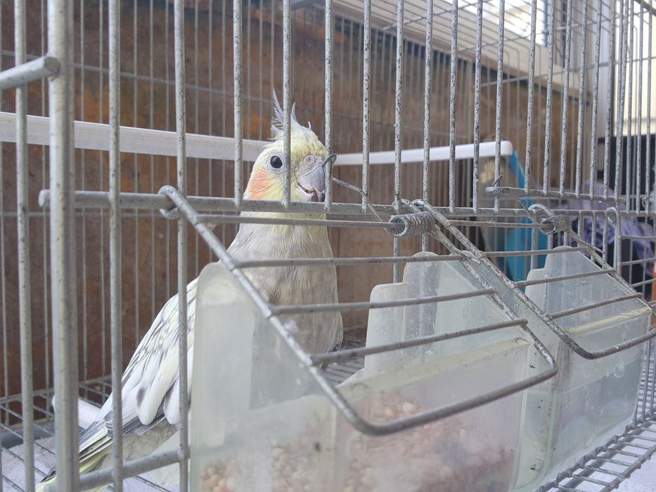 Caturra não domesticada