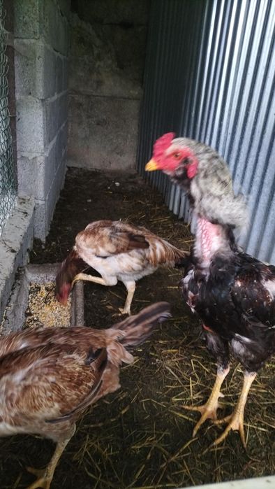 Ovos galo indio ... Desponiveis