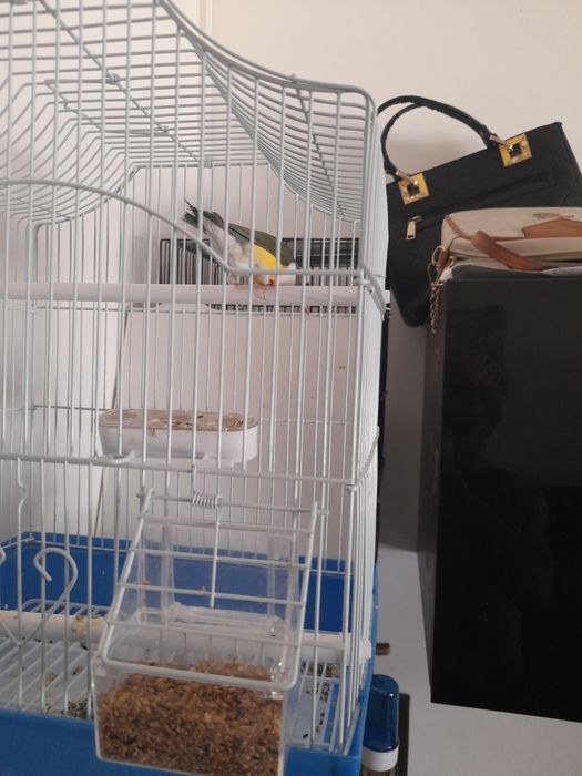 Algumas aves para troca ou venda