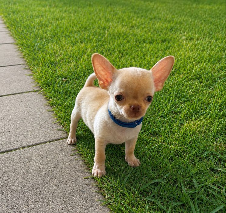 Chihuahua krotkowlosa (samiec)