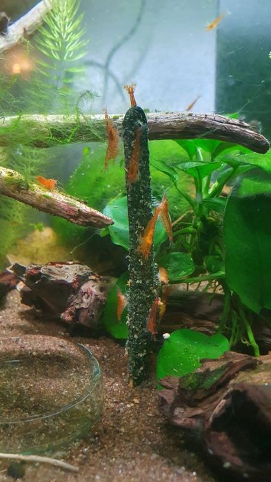 5x Shrimp lollies - dla krewetek