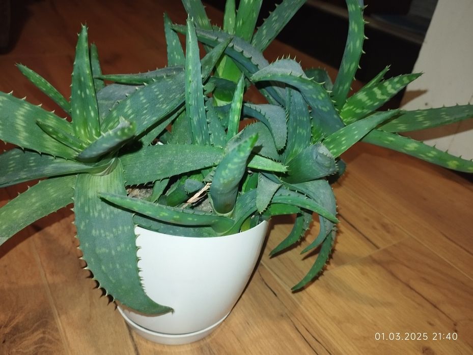 Алоє Вера з дітками