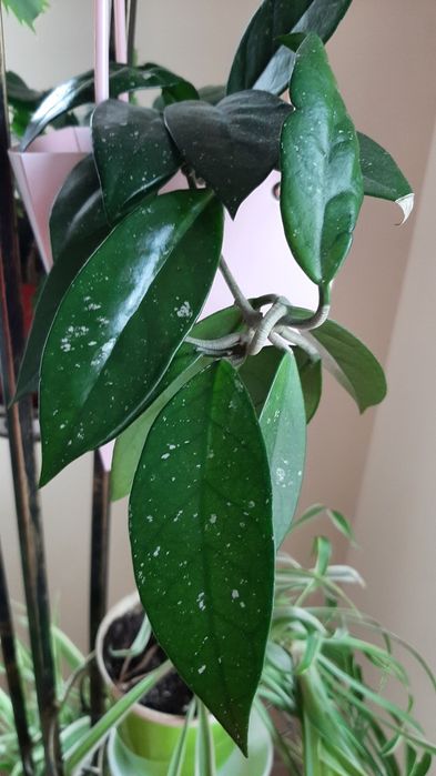 Aglonema kwiat domowy