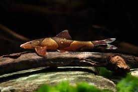 MISIEKZOO - Przylga siodłowa / Hamaloptera Red / Green