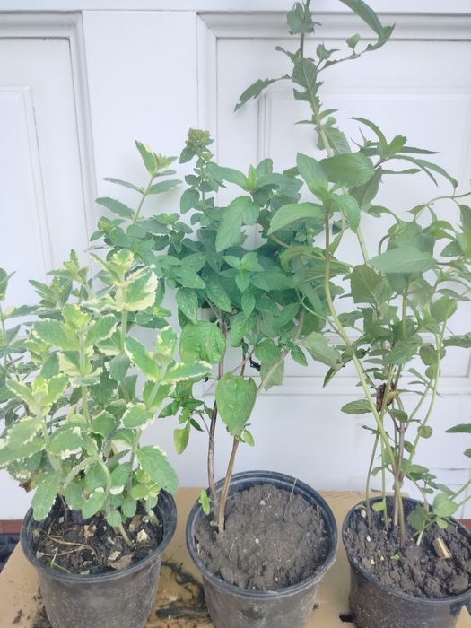 Zioła ekologiczne mięta oregano szałwia ananasowa