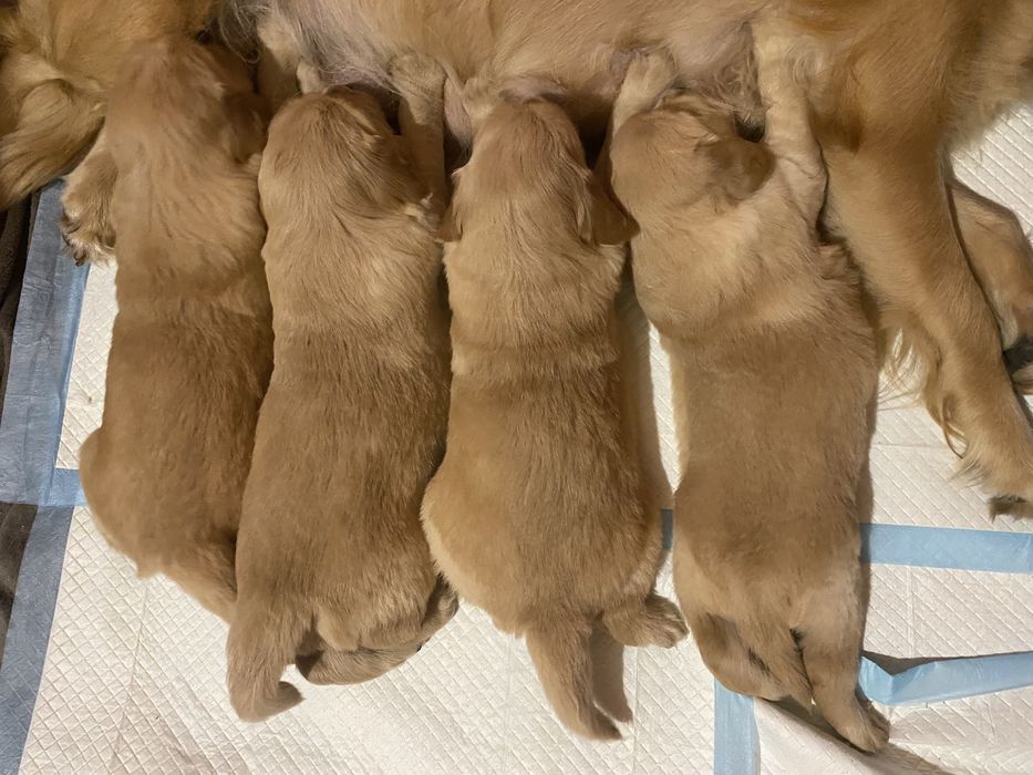 Złoty szczeniak Golden Retriever