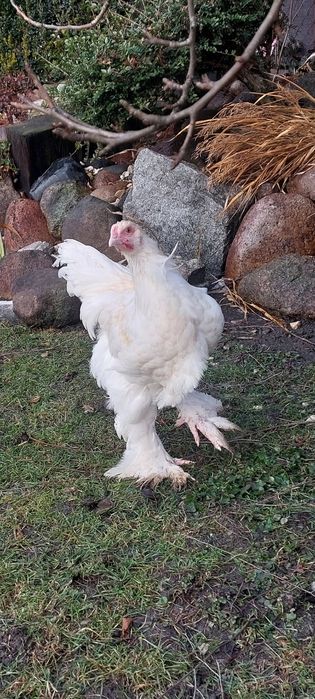 Brahma kogut lemon pyle