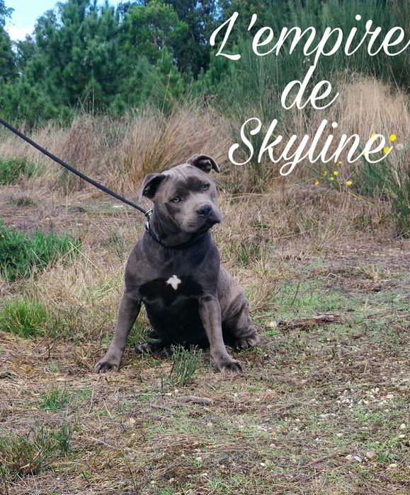Staffordshire bull terrier staffie com LOP
