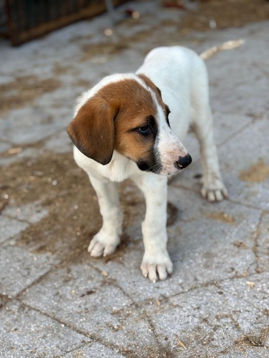 Cão de gado transmontano LOP fêmea