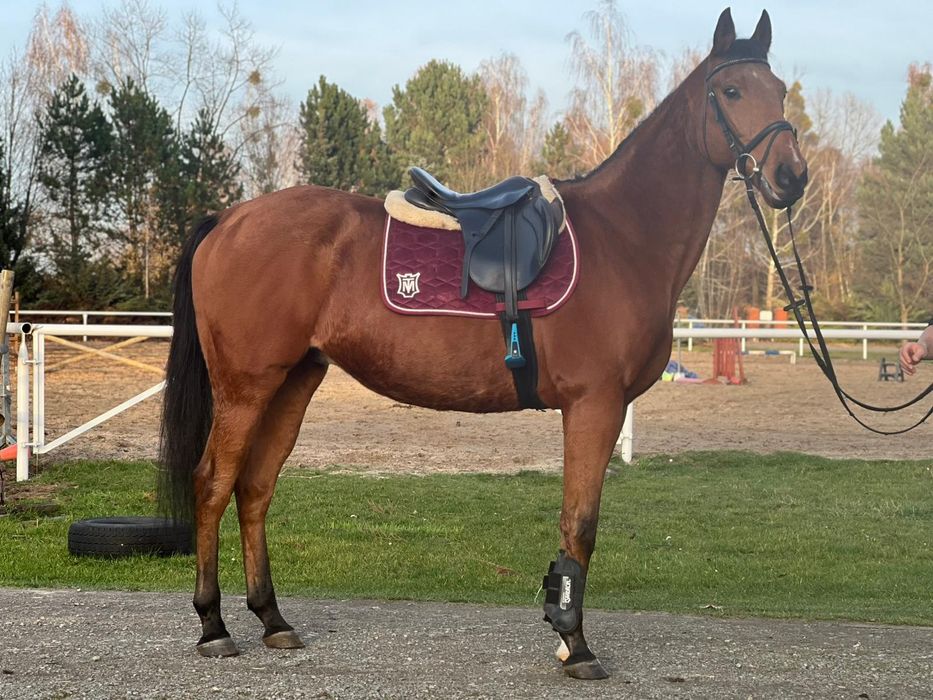 Wałach 9lat 168cm ambitna rekreacja