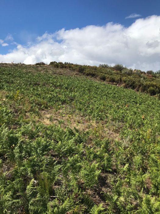 Terreno rústico na berma barragem pisões