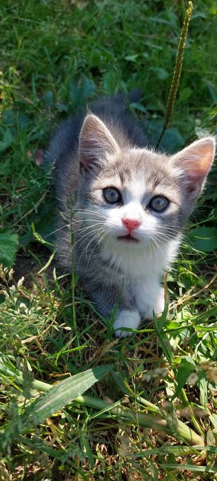 Подарую кошеня у добрі руки.
