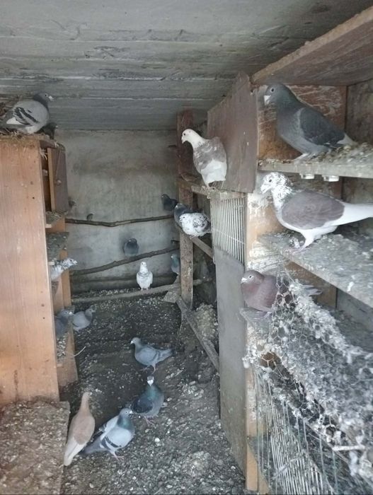 Sprzedam gołębie pocztowe i staropolskie