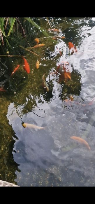 Peixes Cometas e pimpões