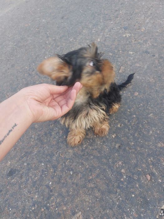 ЙОРКШЕРСЬКИЙ тер'єр  Хлопчик