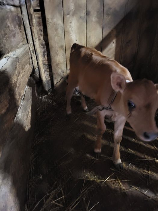 Продам теличку породи джірсей