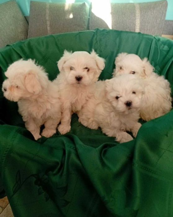 Maltańczyk Szczeniak